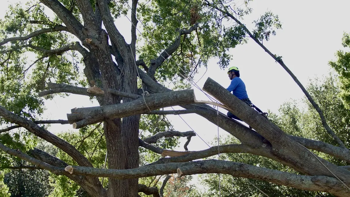 Professional Crown Thinning performed by certified arborists in Alakanuk